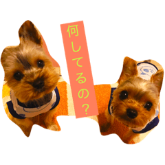[LINEスタンプ] 優男キャップと爆裂コロア