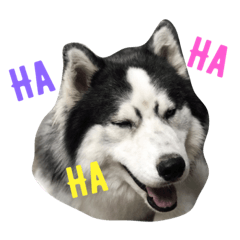 [LINEスタンプ] Rojer Bucky Siberian fetchpriority=high