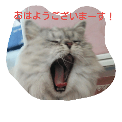 [LINEスタンプ] 私得・うちの猫(チンチラシルバー)