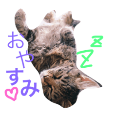 [LINEスタンプ] どぽきゃっと 