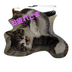 [LINEスタンプ] zorochannosyasinstamp 