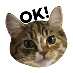 [LINEスタンプ] 金場家のののちゃん 