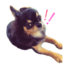 [LINEスタンプ] チワワのクロちゃん