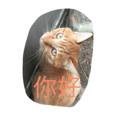 [LINEスタンプ] ゆかいな猫と中国語