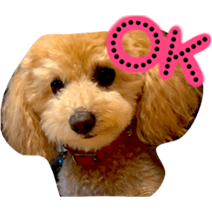 [LINEスタンプ] coach's stamp
