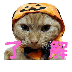 [LINEスタンプ] みかんスタンプฅ•ω•ฅ