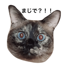 [LINEスタンプ] 変わった我が家の猫