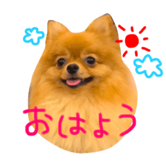 [LINEスタンプ] ポメラニアンもなか2