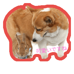 [LINEスタンプ] コーギーのココアのスタンプ