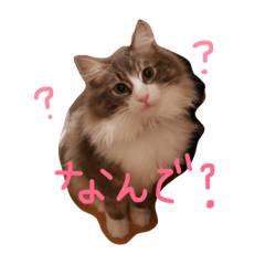 [LINEスタンプ] 日常会話のりりちゃん
