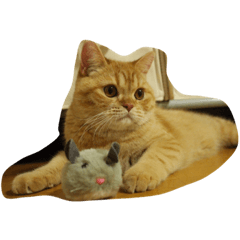 [LINEスタンプ] 茶トラねこのちゃあ