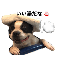 [LINEスタンプ] ボストンテリアのあとむくん