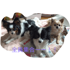 [LINEスタンプ] 可愛い我が家のわんちゃん達です