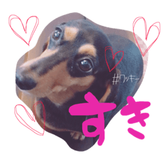 [LINEスタンプ] 樋口家のわんこ