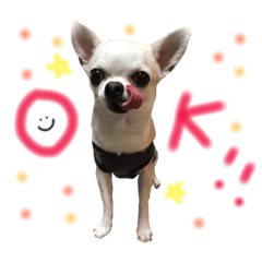 [LINEスタンプ] チワワのつぶあん