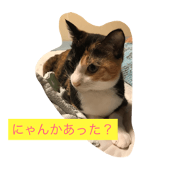 [LINEスタンプ] ニャイドル  こはく