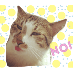 [LINEスタンプ] ソラという猫の生活です。