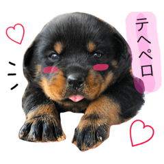 [LINEスタンプ] 愛犬♡ロットワイラー