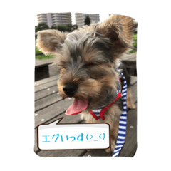 [LINEスタンプ] こむぎのきもち【基本編】