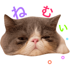 [LINEスタンプ] エキゾチックショートヘアの八ツ橋②