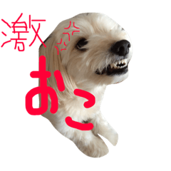 [LINEスタンプ] maru's   life3