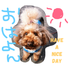 [LINEスタンプ] もみちゃん