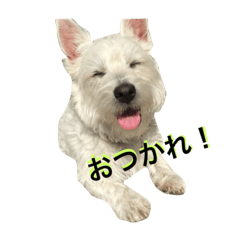 [LINEスタンプ] ウエスティーのショコラ2