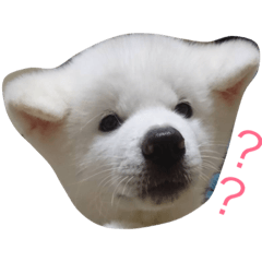 [LINEスタンプ] 秋田犬れお