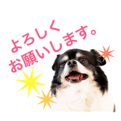 [LINEスタンプ] 我が家のコロンさん