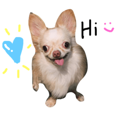 [LINEスタンプ] The mini dogs