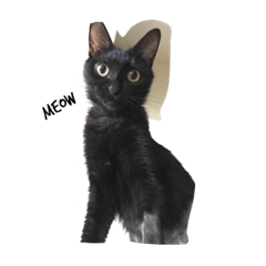 [LINEスタンプ] QQ B cat