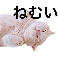 [LINEスタンプ] ぐうたらねこの簡単返信