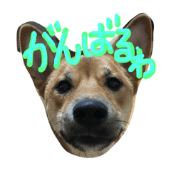 [LINEスタンプ] ポチの楽しい毎日