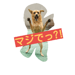 [LINEスタンプ] 雑種のむーやん