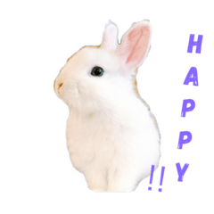 [LINEスタンプ] 真っ白うさぎ ！！！
