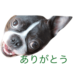 [LINEスタンプ] 愉快なコンビ♡アル＆ロディ