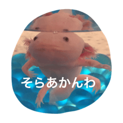 [LINEスタンプ] ウーパールーパー  佐藤さん