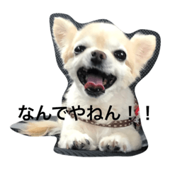 [LINEスタンプ] きもち犬