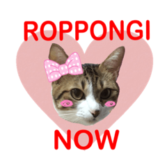 [LINEスタンプ] ROPPONGI CAT