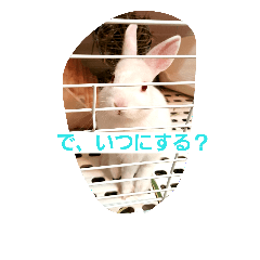 [LINEスタンプ] ウサギのモアちゃんのウキウキティータイムの画像（メイン）