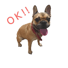 [LINEスタンプ] フレンチブルドッグの ふぅちゃん