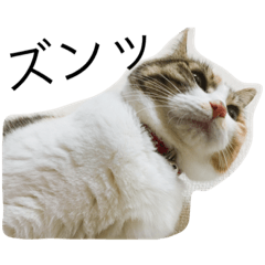 [LINEスタンプ] calico cat's
