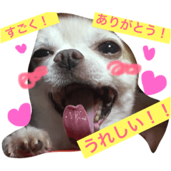 [LINEスタンプ] チワワのツナ