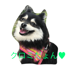 [LINEスタンプ] ブラックタンポメ