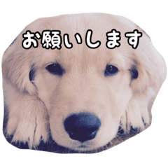 [LINEスタンプ] 我が家のもるたん②