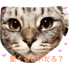 [LINEスタンプ] ころがる毎日