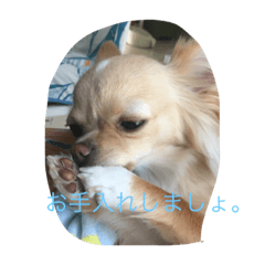 [LINEスタンプ] 可愛い犬と姫うずら