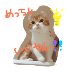 [LINEスタンプ] 猫のハルくんスタンプ