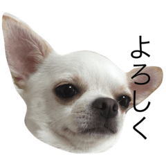 [LINEスタンプ] チワワのこたろう✳︎