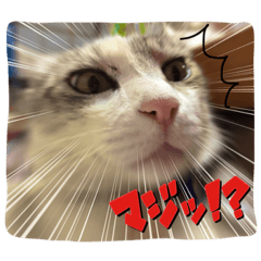 [LINEスタンプ] サバトラ白猫のしぐれちゃん